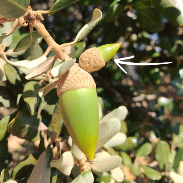 Bellota San Juanera
