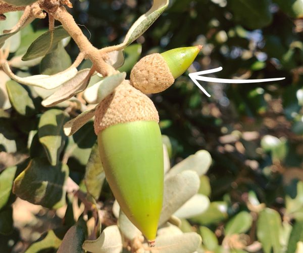 Bellota San Juanera