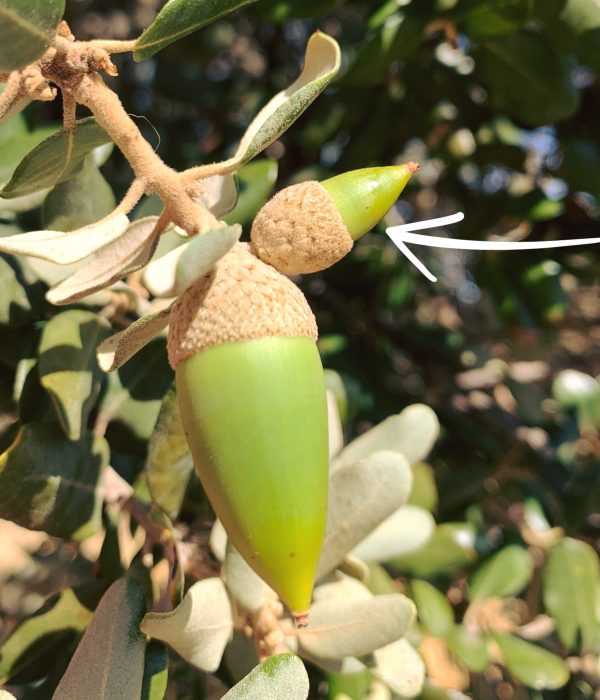 Bellota San Juanera