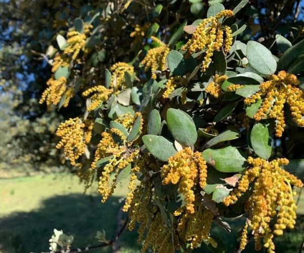 flor-quercus